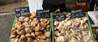 Mushrooms at a farmers market | Jaclyn Lofts