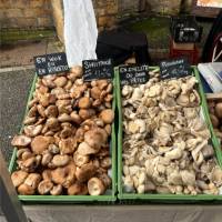 Mushrooms at a farmers market | Jaclyn Lofts