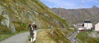 Meet a St Bernard dog at the St Bernard Pass