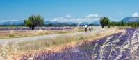 Cycle by gorgeous lavender fields in Provence