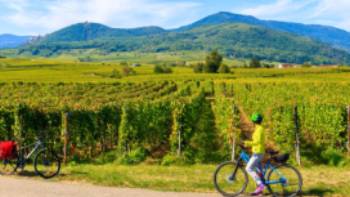 Exploring the Alsatian Wine Route in France