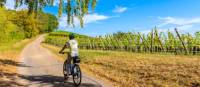 Cycling along the Alsatian Wine Route in France