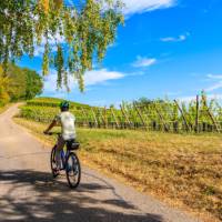 Cycling along the Alsatian Wine Route in France