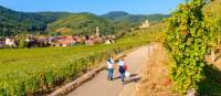 Walking the Alsatian Wine Route in France