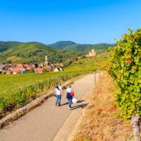 Walking the Alsatian Wine Route in France