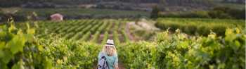 Roam through the vineyards of France