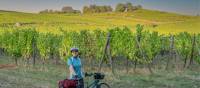 Cycle among the vineyards in Alsace