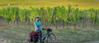 Cycle among the vineyards in Alsace