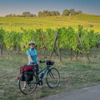 Cycle among the vineyards in Alsace