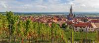 Explore the vineyards of the Alsace region in France