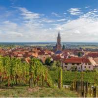 Explore the vineyards of the Alsace region in France