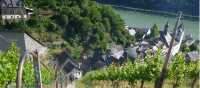 Hiking trail through the vineyards next to the Rhine River