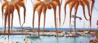 Drying octopuses in Greece