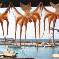 Drying octopuses in Greece