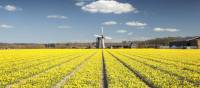 Mesmerising fields of yellow fields and a windmill in Holland | Claire Droppert