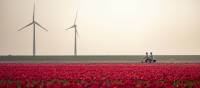 Cycling between the tulip fields in Holland | Claire Droppert