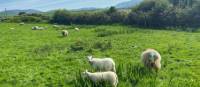 Curious sheep in Ireland | Sue Finn