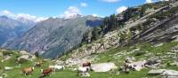 Cows grazing in the postcard perfect setting of the Gressoney Valley