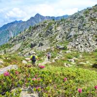 Hiking the Dolomites with wild rhododendron flowers
