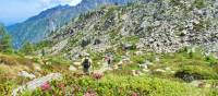 Hiking the Dolomites with wild rhododendron flowers