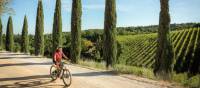 Cycling down a cypress avenue in Tuscany