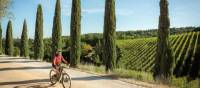 Cycling down a cypress avenue in Tuscany