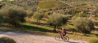 Gorgeous bike paths lined with olive trees in Tuscany
