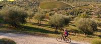 Gorgeous bike paths lined with olive trees in Tuscany