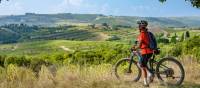 Cycle through olive trees in Tuscany