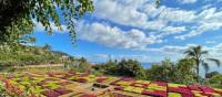 Funchal botanical garden