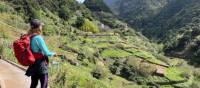 Overlooking the terrace fields on Madeira | Kate Baker