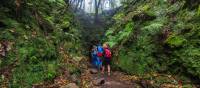 Walking through the green trails of Madeira