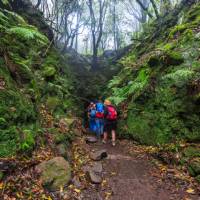 Walking through the green trails of Madeira