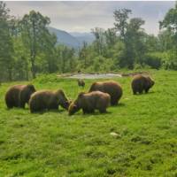 Zarnesti Bear Sanctuary in Romania
