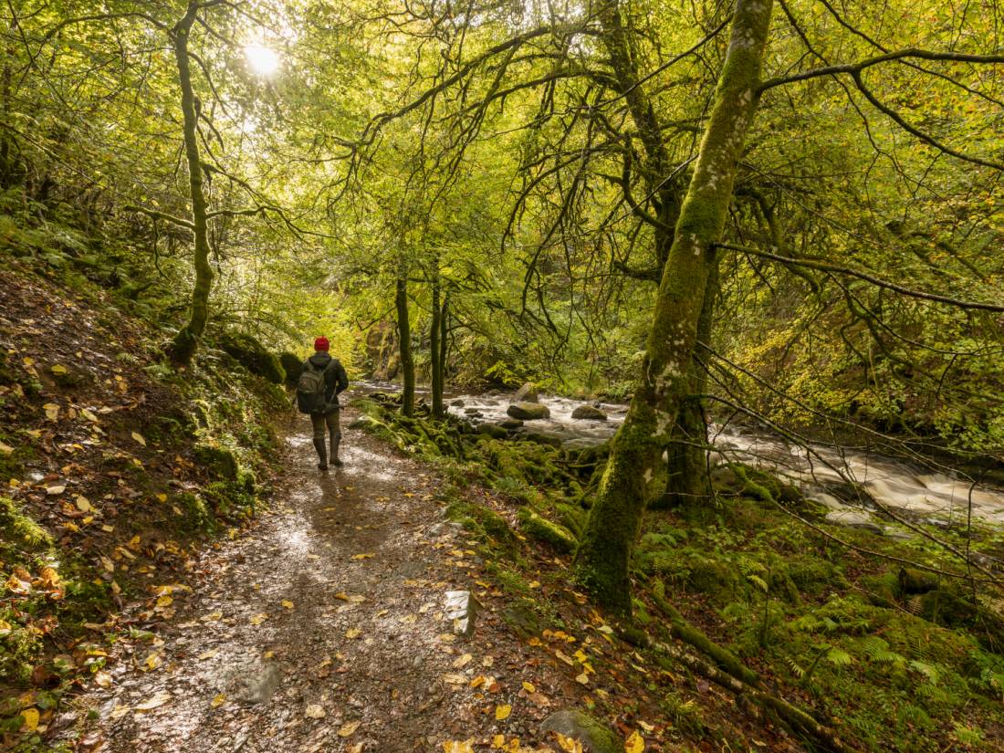 Hiking through the unspoilt forest of the Rob Roy Way |  <i>Kenny Lam</i>