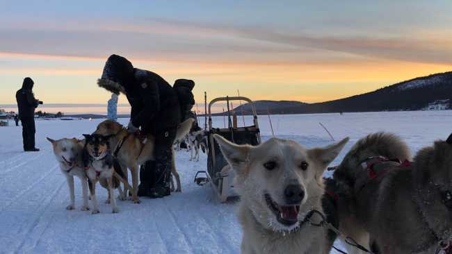 Dogsledding is one of the highlights of an Arctic adventure | Kate Baker