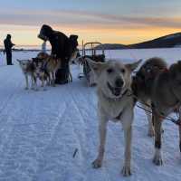 Dogsledding is one of the highlights of an Arctic adventure | Kate Baker