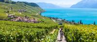 Vineyards near Lausanne in Switzerland