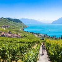 Vineyards near Lausanne in Switzerland