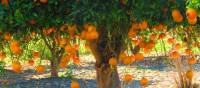 Orange trees at Kato Akourdhalia | John Millen