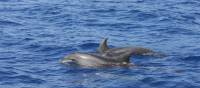 Bottle-nosed Dolphins off Tazacorte | John Millen