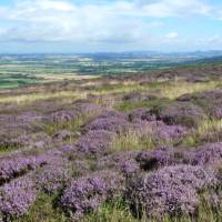 Colourful scenes when walking the Coast to Coast in summer |  John Millen