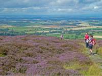 Hikers on the Coast to Coast, surrounded by colourful heather |  John Millen