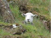 Herdwick Sheep