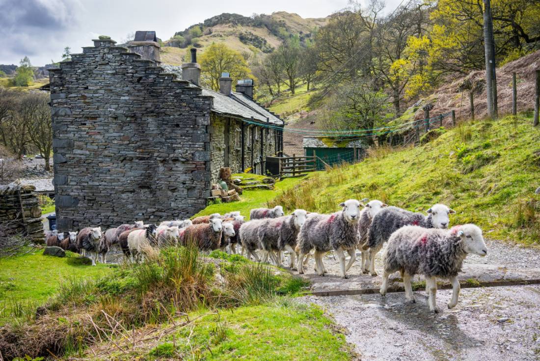 Herdwick sheep at a local farm in England's Lake District |  <i>John Hodgson</i>