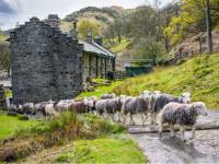 Herdwick sheep at a local farm in England's Lake District |  John Hodgson