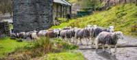 Herdwick sheep at a local farm in England's Lake District | John Hodgson