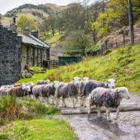 Herdwick sheep at a local farm in England's Lake District | John Hodgson