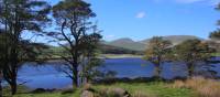 Llyn y Gader through Scots pines | John Millen