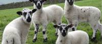 Black faced sheep of Reeth